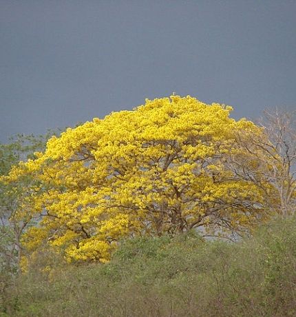 Provita encabezó estudio que evaluó el estado de conservación de 149 especies de árboles no endémicos de Venezuela