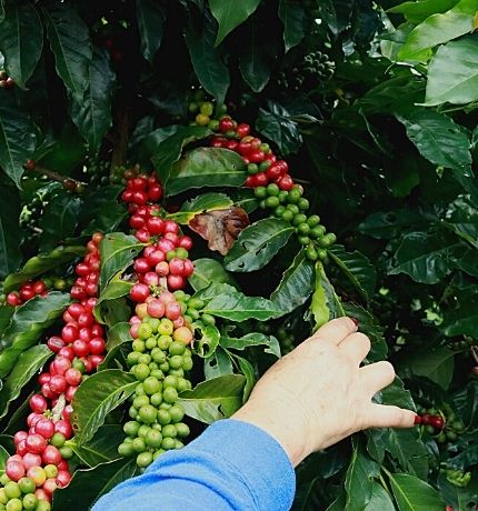 Programa Aves y Café de Provita llegará a 600 hectáreas de cultivos con enfoque sostenible y amigable con las aves