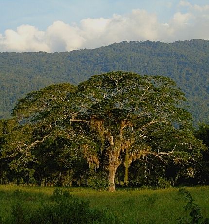 Informe revela que en Venezuela el 13% de las especies arbóreas están amenazadas de extinción