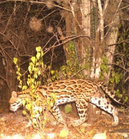 Provita implementa sistema de cámaras trampa para monitoreo de especies en Macanao