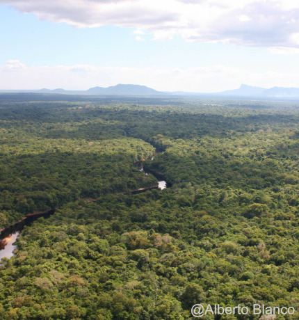 Territorios indígenas protegen más del 58% de las reservas de carbono de la Amazonía