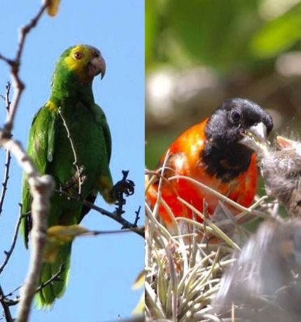 Provita lidera proyecto para reducir la demanda de aves silvestres en Venezuela