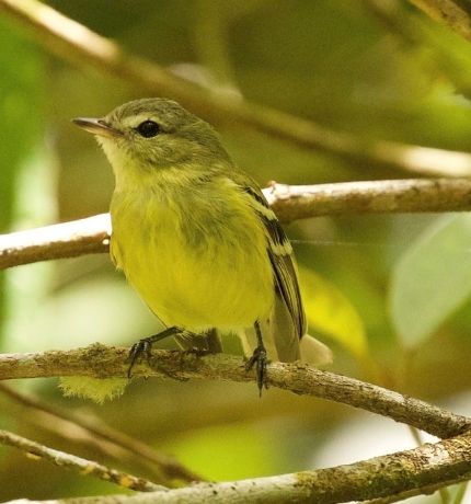 Una expedición redescubre al “pequeño Shrek”, una enigmática ave venezolana