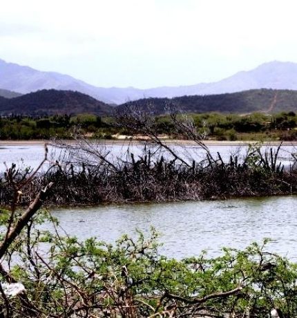 Provita invita a discutir planes de restauración y uso sostenible de los bosques ante la crisis del gas doméstico