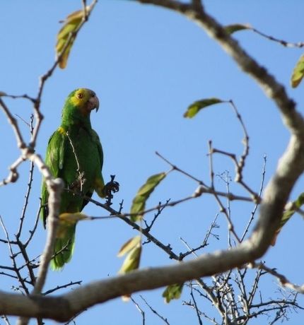 Provita reporta que 140 pichones de cotorra margariteña alzaron vuelo este año