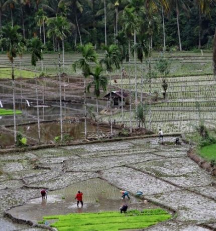 La transformación de la producción de cultivos y madera podría reducir el riesgo de extinción de especies en un 40%