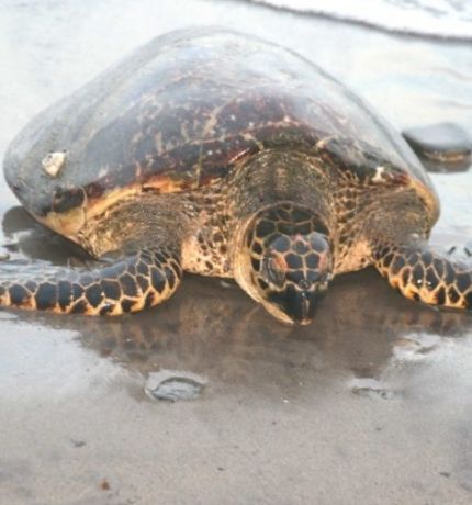 New England Aquarium apoyará este año el proyecto de conservación de tortugas marinas de Paria