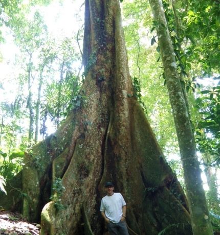 Provita lideró estudio que evaluó el estado de conservación de 684 especies de árboles endémicos de Venezuela