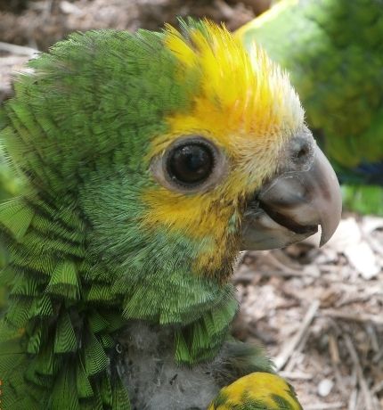 Provita publicó un estudio sobre las percepciones de la comunidad acerca de la conservación de la cotorra margariteña