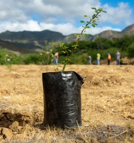Provita ha plantado casi 8 mil árboles para contribuir a la restauración ecológica del bosque seco de Macanao