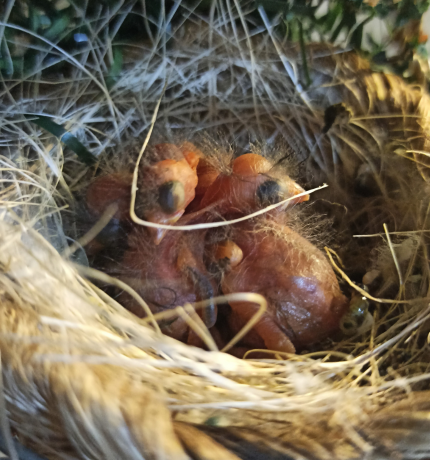 Nacen los primeros pichones en el Centro de Conservación Cardenalito en Venezuela ¡Esperanza para la especie en peligro de extinción!