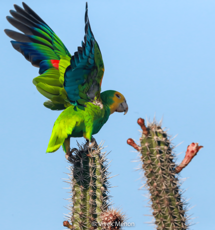 Provita Nombrada Finalista en Concurso Internacional de Conservación