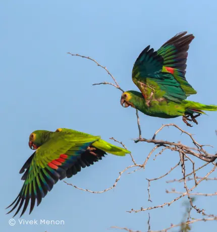 Alzan vuelo 243 cotorras en los cielos de Margarita durante 2025