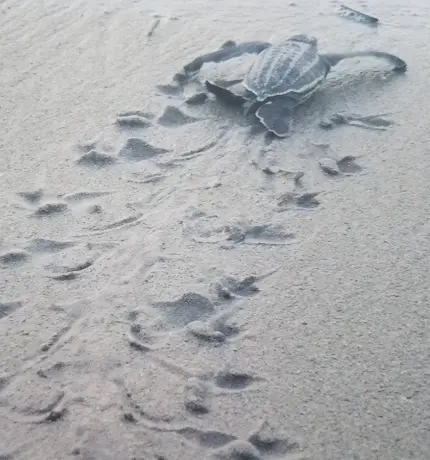 Inicia una nueva etapa para la conservación de tortugas marinas en Macuro, estado Sucre