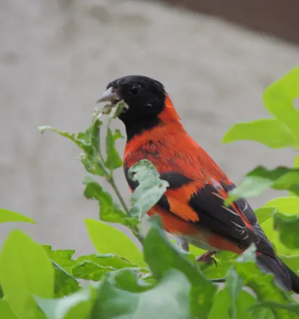 ¡El Cardenalito alza vuelo: ahora oficialmente una especie SAFE!