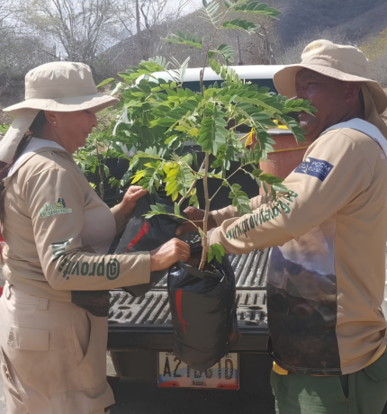 5.184 nuevos árboles plantados en la Península de Macanao