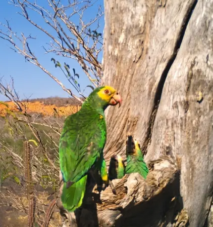 215 nuevas cotorras pintan los cielos de Margarita con sus vuelos durante 2026